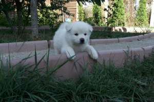 Akita inu puiuti superbi