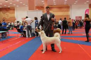 Akita inu puiuti superbi