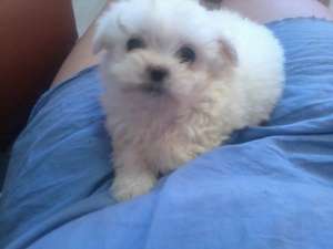 BICHON MALTESE-CADOU VIU