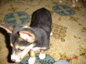 URGENT! adoptie catei Brasov
