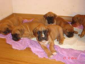 Vand pui boxer german maro(auriu) cu alb  600 RON