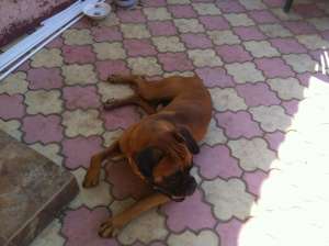 Vand pui boxer german maro(auriu) cu alb  600 RON