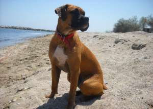 Vand pui boxer german maro(auriu) cu alb  600 RON