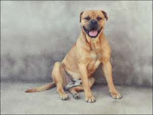 Monta Bullmastiff