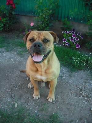 Monta Bullmastiff