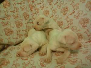 vind catei dog argentinian