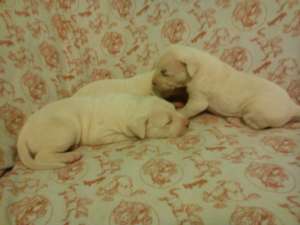 vind catei dog argentinian