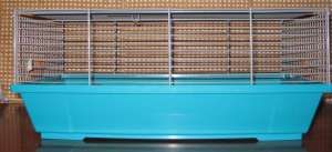 Vind cusca hamster sau porcusor guineea- noua