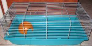 Vind cusca hamster sau porcusor guineea- noua