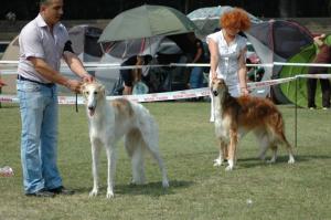 frizerie canina-Professional Handling/Prezentare caini expozitii nationale si internationale