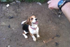 Caut femela beagle pentru imperechere