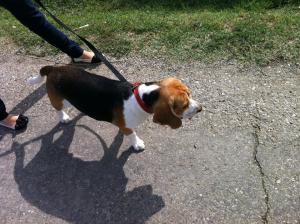 Caut femela beagle pentru imperechere