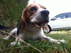 Caut femela beagle pentru imperechere