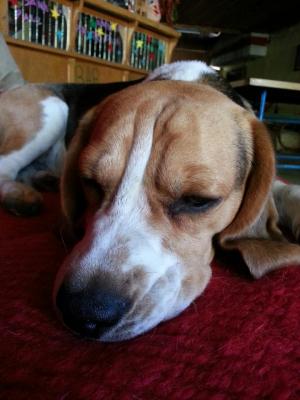 Caut femela beagle pentru imperechere