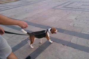 Caut femela beagle pentru imperechere