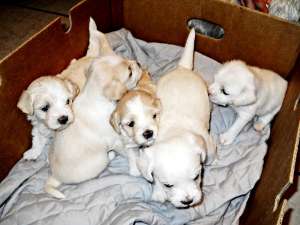 vand bichon