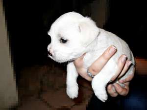vand bichon