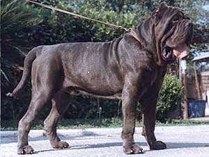 vand urgent mastiff napoletan