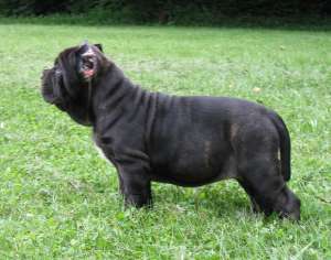 vand urgent mastiff napoletan