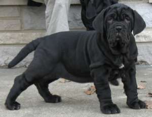 vand urgent mastiff napoletan
