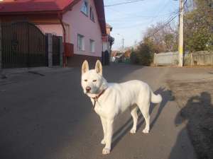 Caut mascul pentru monta Akita Inu