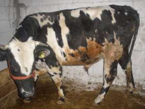 vand taur 450-500kg