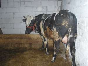vand taur 450-500kg