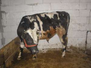 vand taur 450-500kg