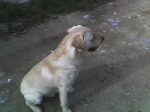 vand pui labrador auriu cu pedegre