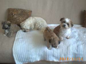 OFERTA bichon havanez,   rasa pura