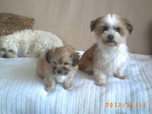 OFERTA bichon havanez,   rasa pura