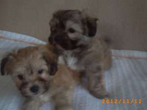 OFERTA bichon havanez,   rasa pura