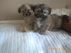 OFERTA bichon havanez,   rasa pura