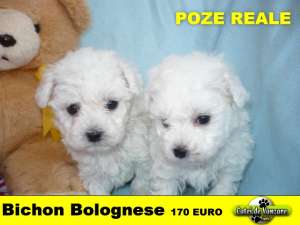 Bichon Bolognez
