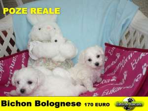 Bichon Bolognez