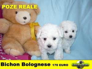 Bichon Bolognez