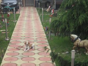 dresaj canin ieftin si pensiune constanta