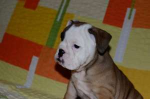 Catei Bulldog Englez de vanzare 2 Fetite