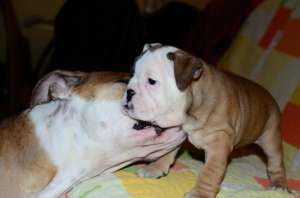 Catei Bulldog Englez de vanzare 2 Fetite