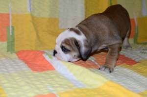 Catei Bulldog Englez de vanzare 2 Fetite