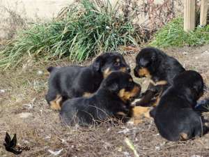 catei rottweiler de vanzare