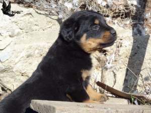 catei rottweiler de vanzare