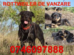 catei rottweiler de vanzare