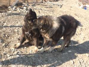 vand pui ciobanesc caucazian mama din canisa de la valeni