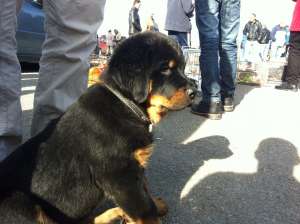 Vand fetitza rottweiler