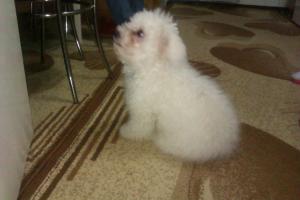 Ofer  monta mascul ,   Bichon frise