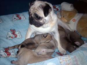 Pug - Mops Carlino