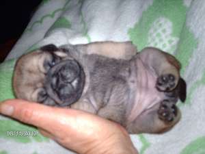 Pug - Mops Carlino
