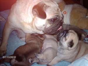 Pug - Mops Carlino