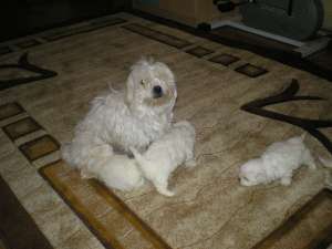 bichon maltese de vanzare
